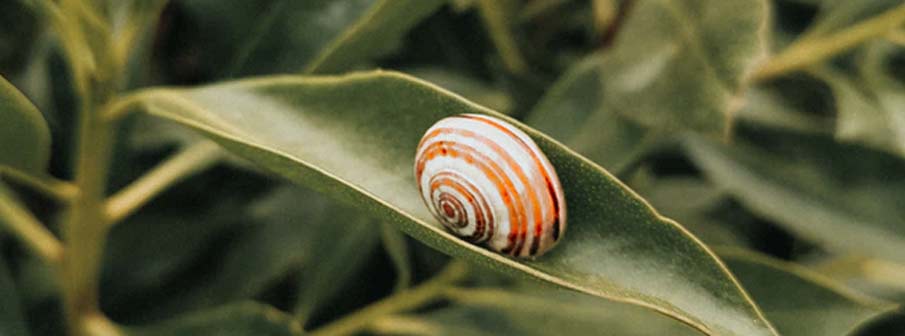 How Long do Snails Sleep?